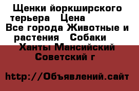 Щенки йоркширского терьера › Цена ­ 20 000 - Все города Животные и растения » Собаки   . Ханты-Мансийский,Советский г.